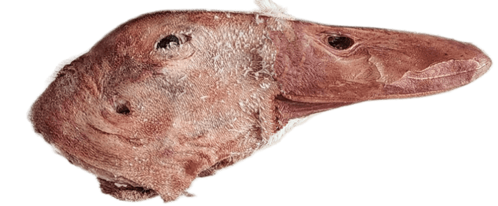 Freeze Dried Duck Heads - Totally Raw
