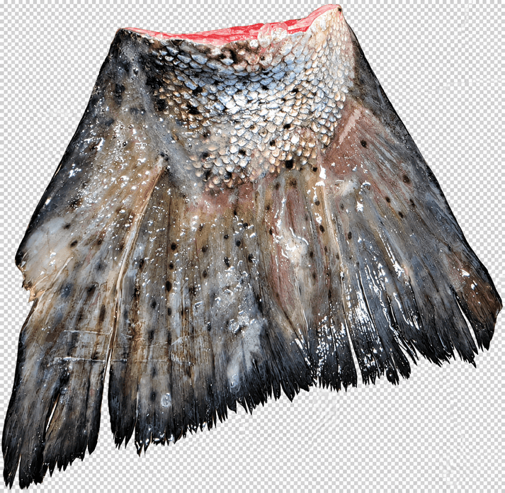 Private Label Wild Caught Salmon Tails Freeze Dried - Totally Raw