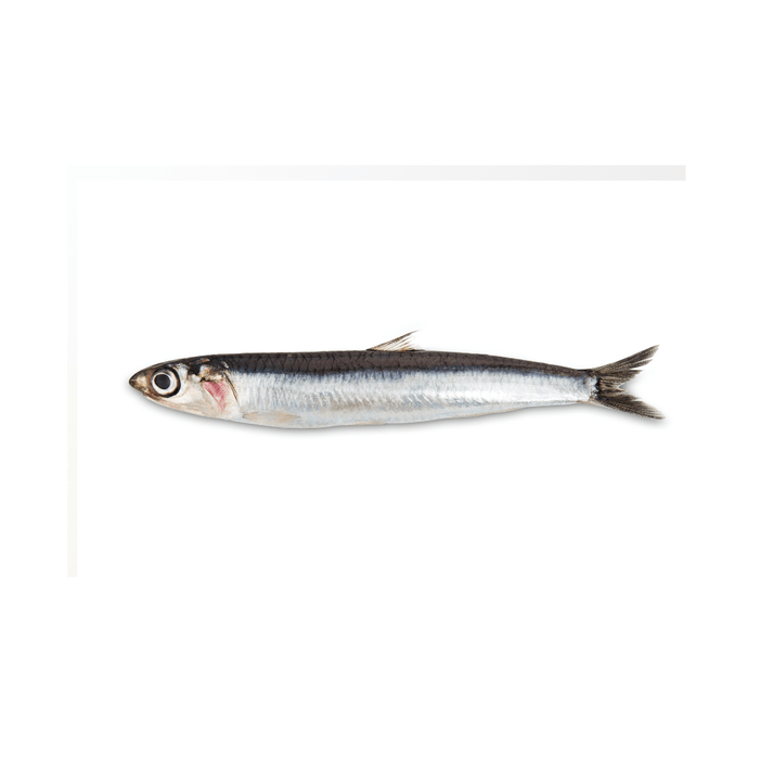 Wild Caught Whole Raw Anchovies - Totally Raw