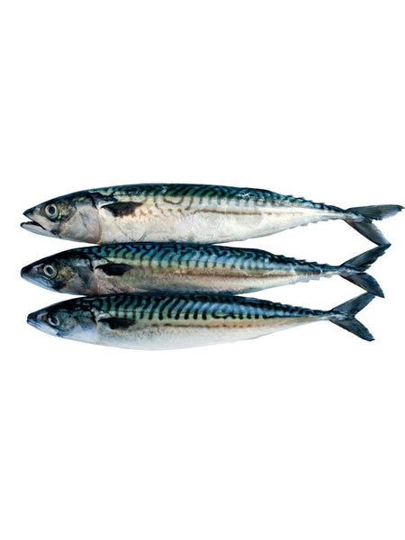 Whole mackerel 2025 for dogs