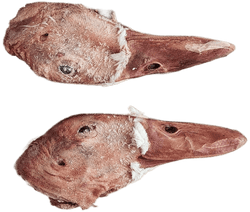 Freeze Dried Duck Heads - Totally Raw