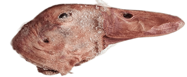 Freeze Dried Duck Heads - Totally Raw