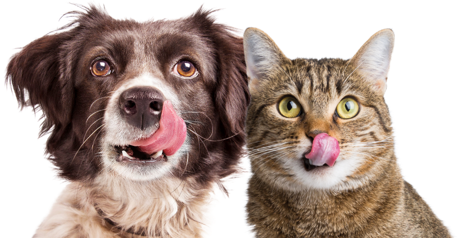 Single Ingredient Treats