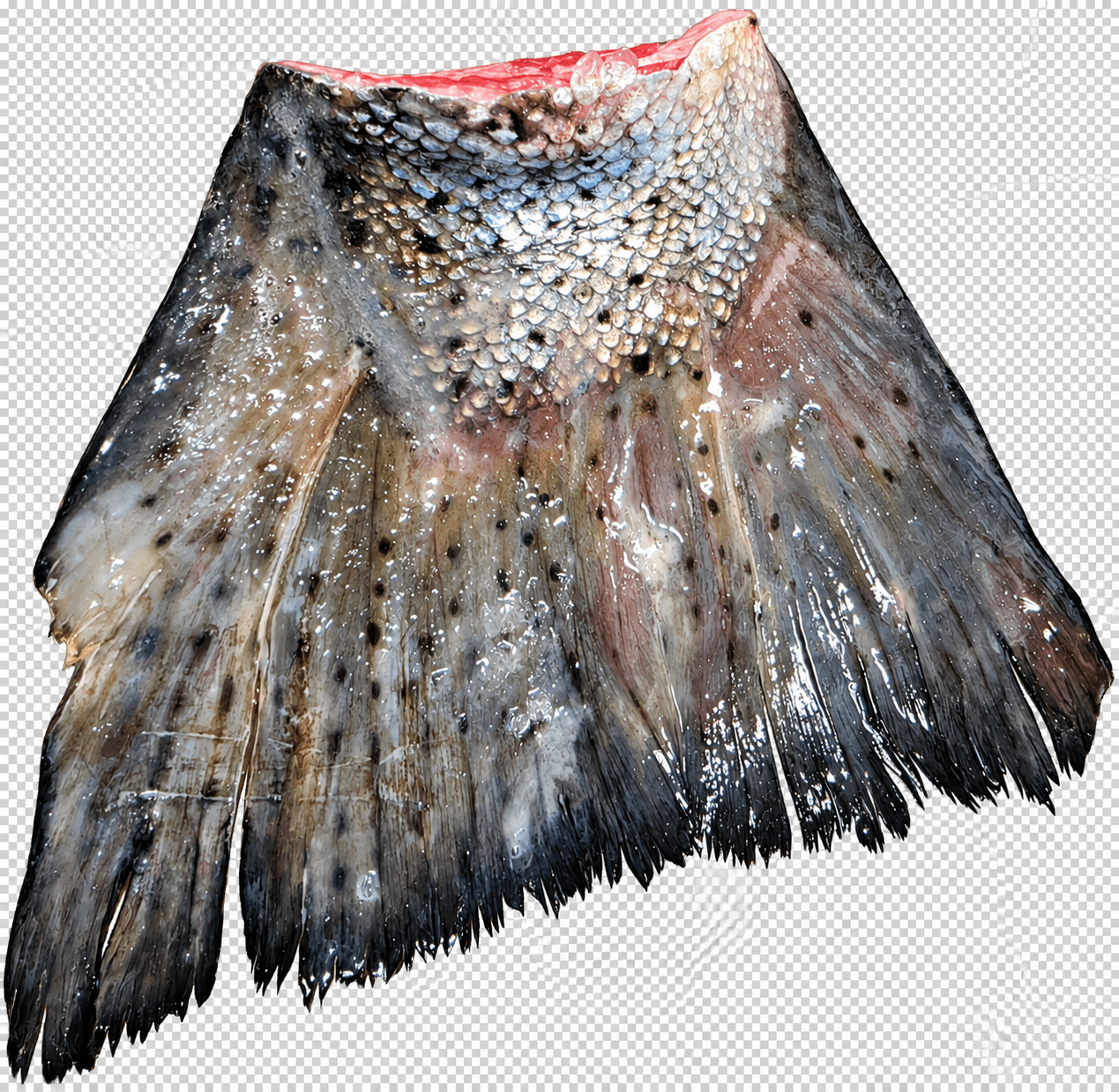 Private Label Wild Caught Salmon Tails Freeze Dried - Totally Raw