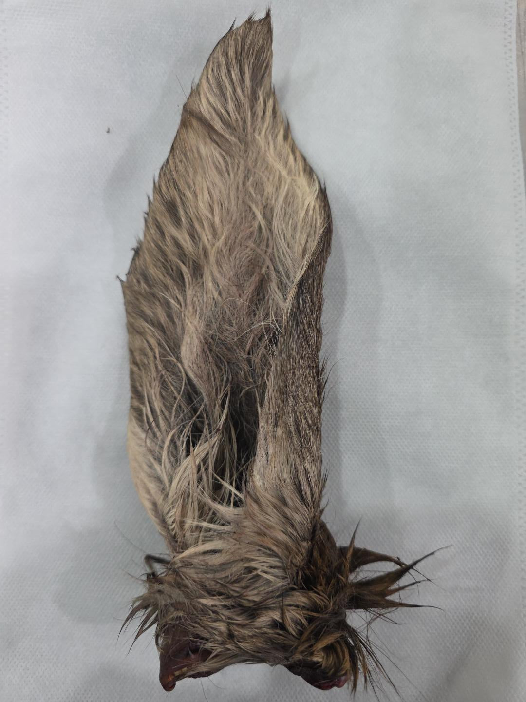 Air Dried  Venison Ear