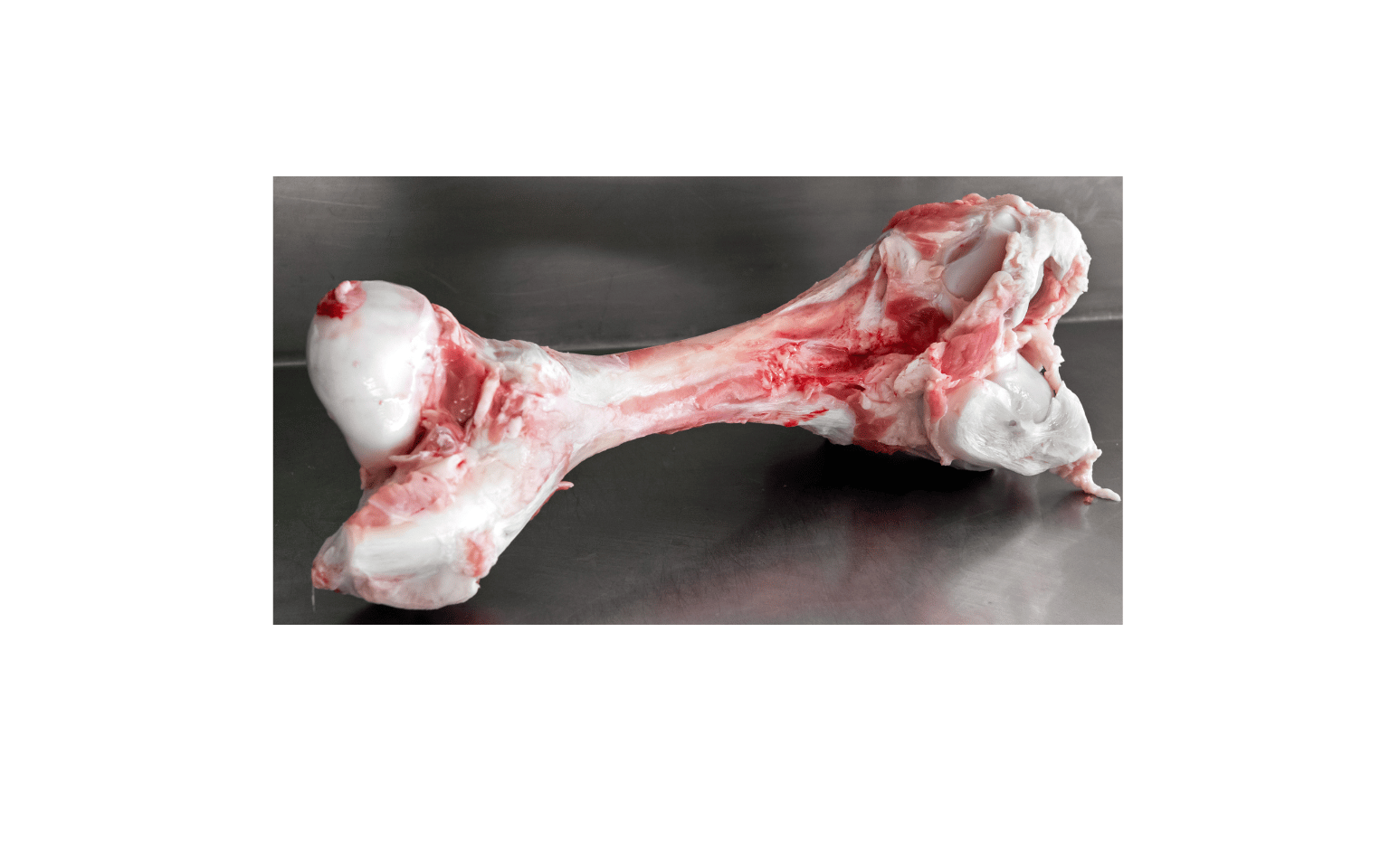 Whole femur bone In-Store Pickup