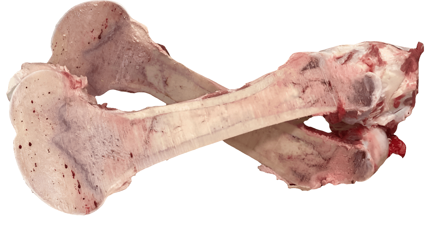 Whole femur bone - Totally Raw