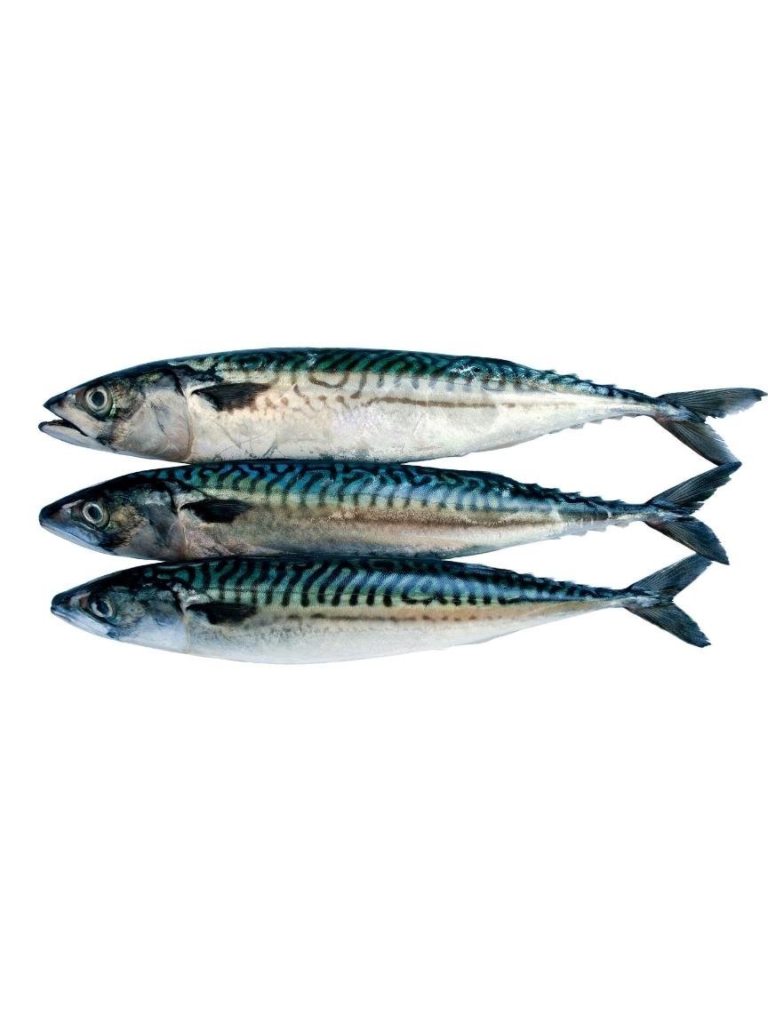 Wild caught Mackerel Whole In Store - Totally Raw