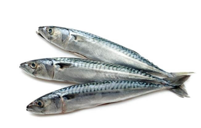 Wild Caught Raw Sardines patties 3 lbs - Totally Raw