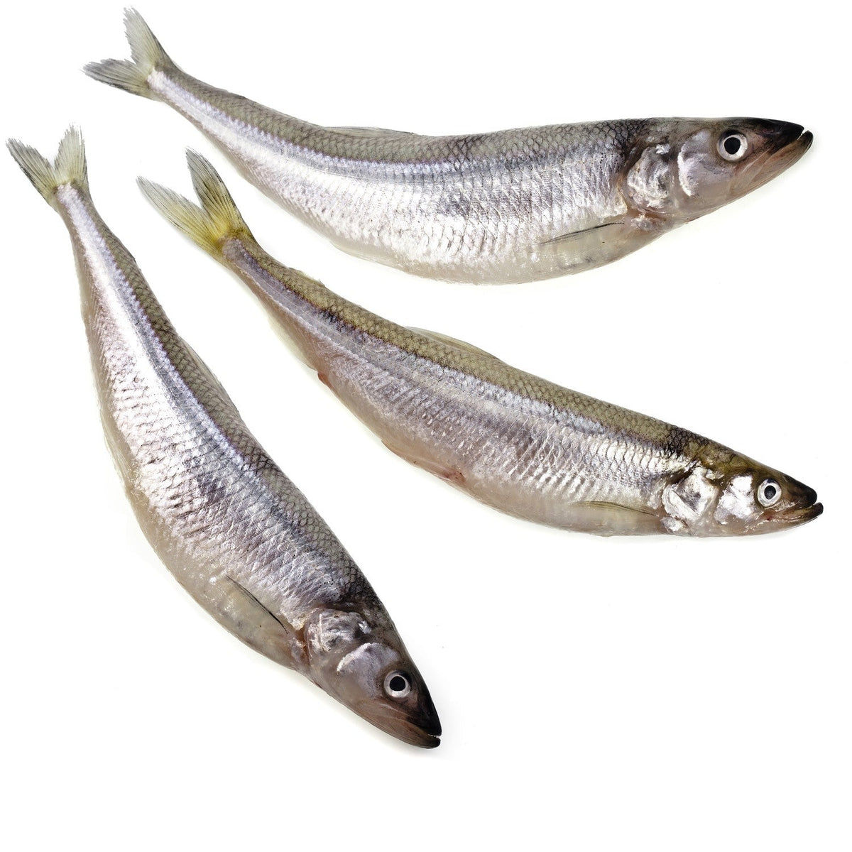 Wild Caught Whole Raw Smelt – Totally Raw